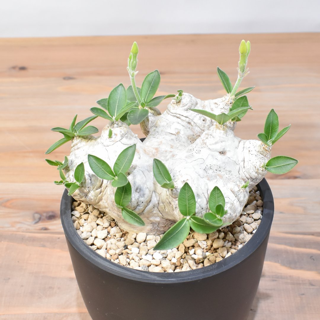 パキポディウム ブレビカウレ 