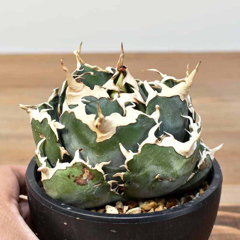 アガベ チタノタ 白鯨 Agave 悪魔 ブツブツ アガベ・チタノタ白鯨（ボールタイプ）中-070｜agave titanota white wh