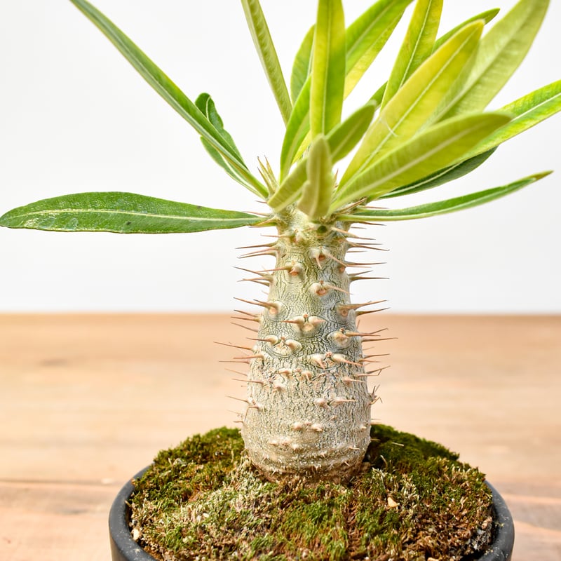 WACK” ON YOUR SIDE】パキポディウム カクチペス WACK-A025 |