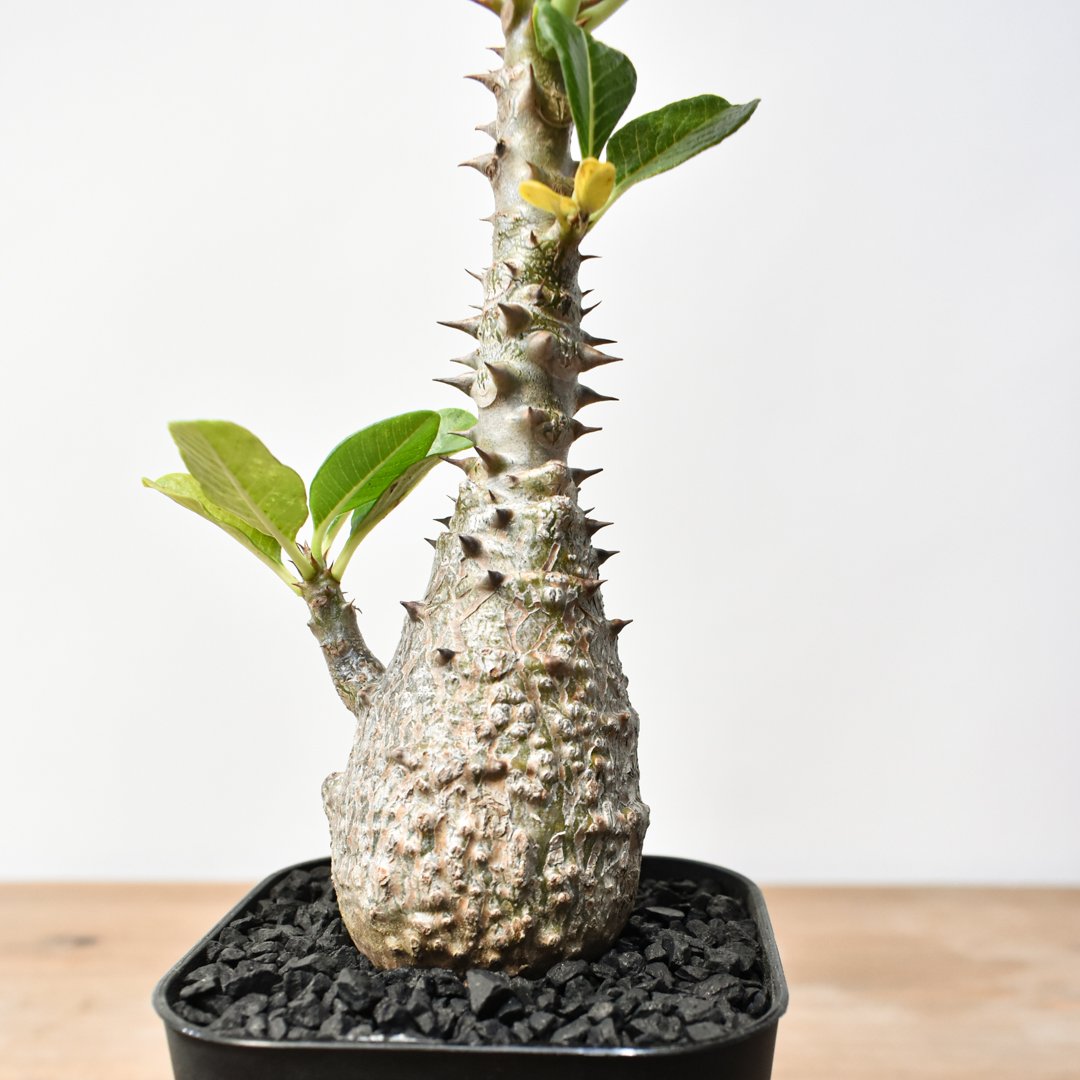 パキポディウム ウィンゾリー 【実生】RFHK25011483 | RAFLUM