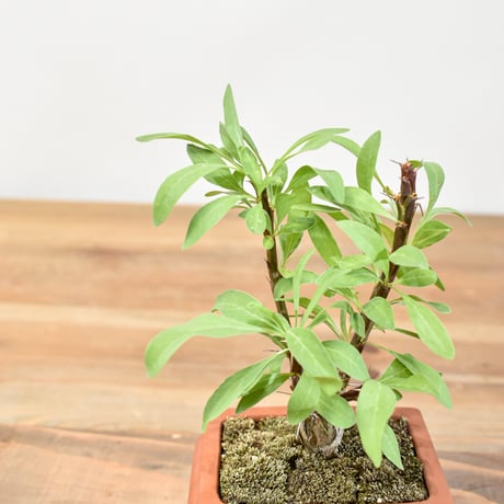 【“WACK” ON YOUR SIDE】フォークイエリア ファシクラータ WACK-A107