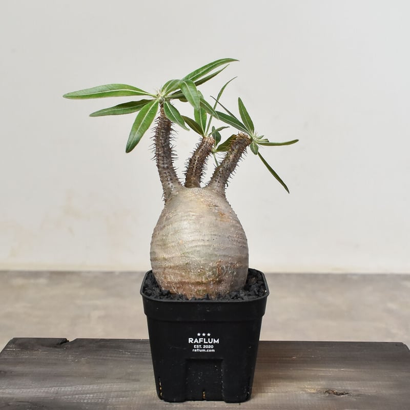 パキポディウム グラキリス (発根済み) RF230807 | RAFLUM / ラフラム｜