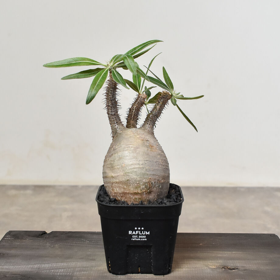 パキポディウム グラキリス (発根済み) RF230807 | RAFLUM / ラフラム｜