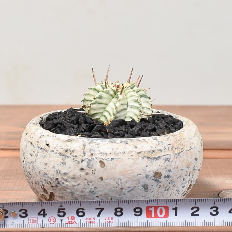 大株 大群生 ユーフォルビア メロフォルミス錦 Euphorbia meloformis f. variegata ユーフォルビア