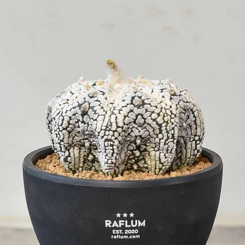 ミラクルスーパー兜 スーパーアロー 実生成球 特選 サボテン アストロ