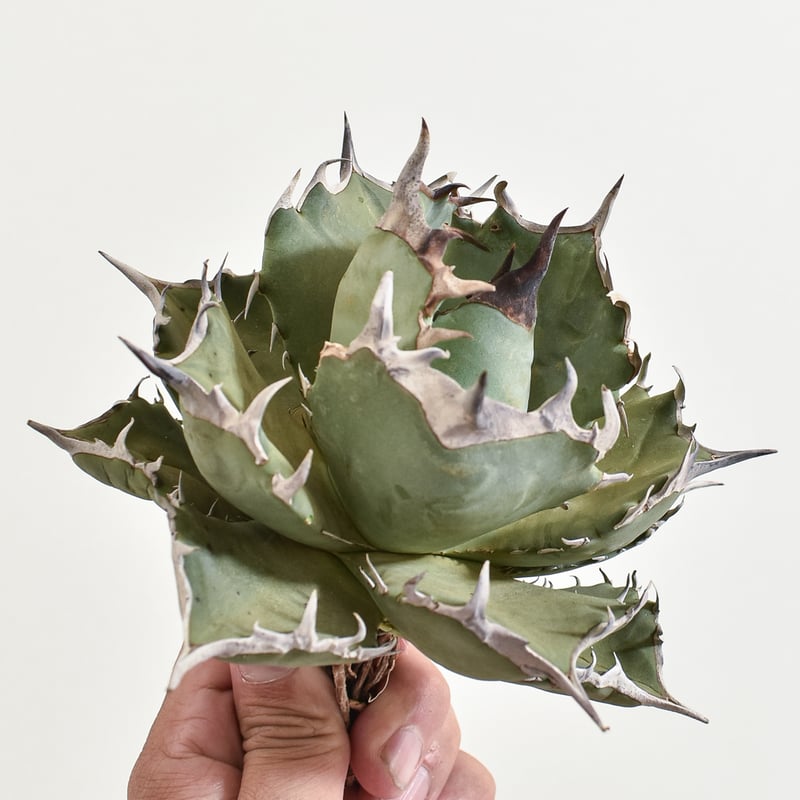 アガベ チタノタ フェニックス 