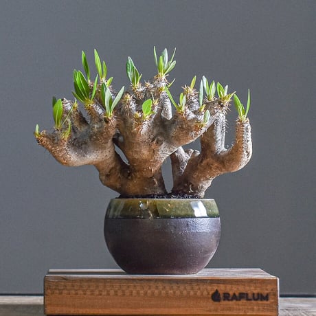 ブレビカリックス isla del pescado - Pachypodium densiflorum var. brevicalyx
