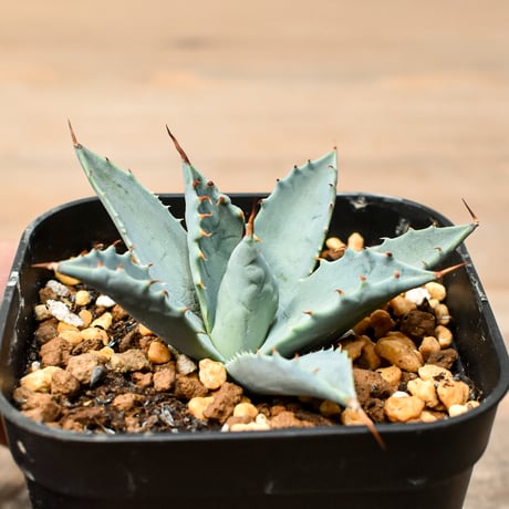 アガベ ハイブリット 日系イシスメンシス×象牙妖炎（陽炎エボリ）【台湾botanical_seeker産】RF25011373