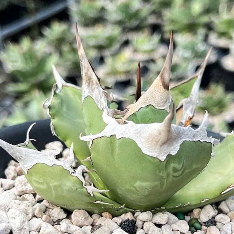 アガベ チタノタ 