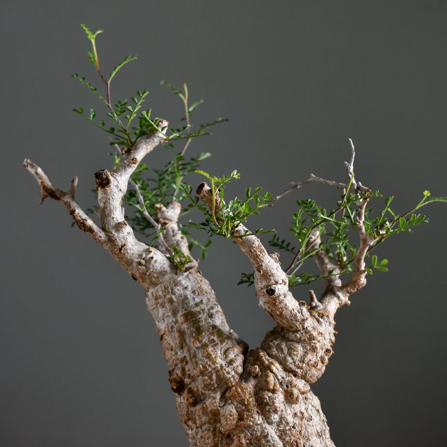 オペルクリカリア パキプス【手乗りサイズのこんもり形！厳選された良