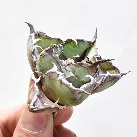 【RAFLUM特選株】アガベ チタノタ ブラックアンドブルー / BB 精品藍球 【台湾 dragon agave産/発根済み/子株】A02 DG25010440(T)