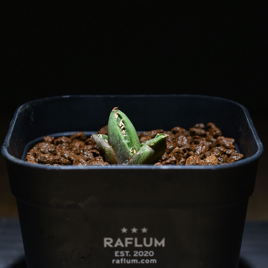 アガベ COK コック 追星 子株 １個 未発根 アガベ COK コック 追星 子株 1個 未発根 アガベ チタノタ cok