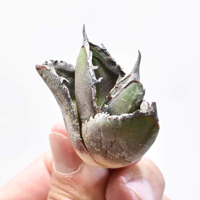 アガベ チタノタ 