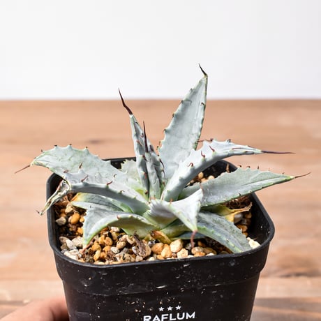 RAFLUM / ラフラム｜東京、大阪の塊根植物（コーデックス）、アガベ