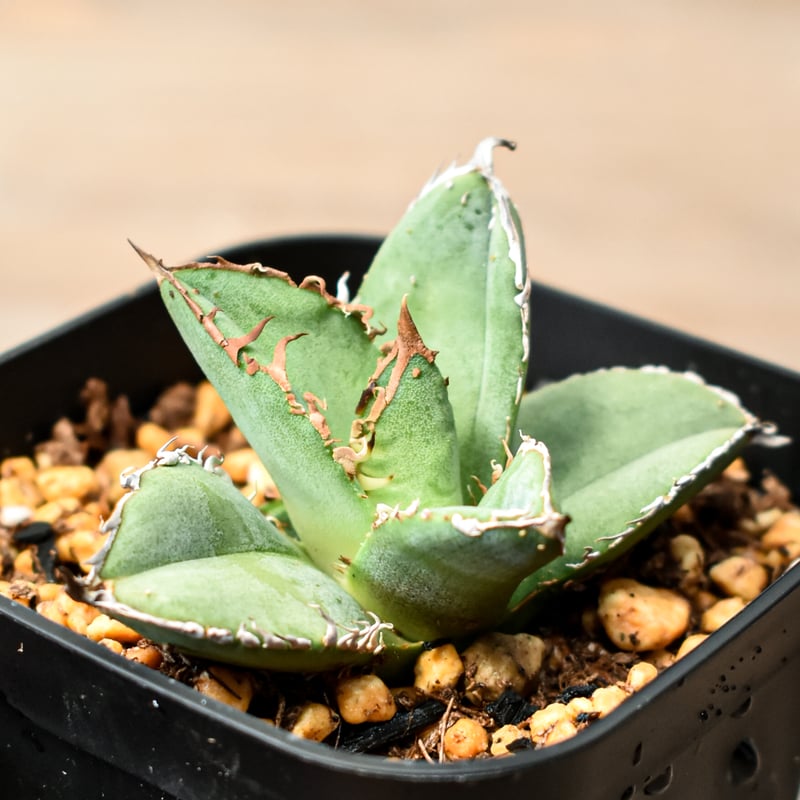 アガベ チタノタ 