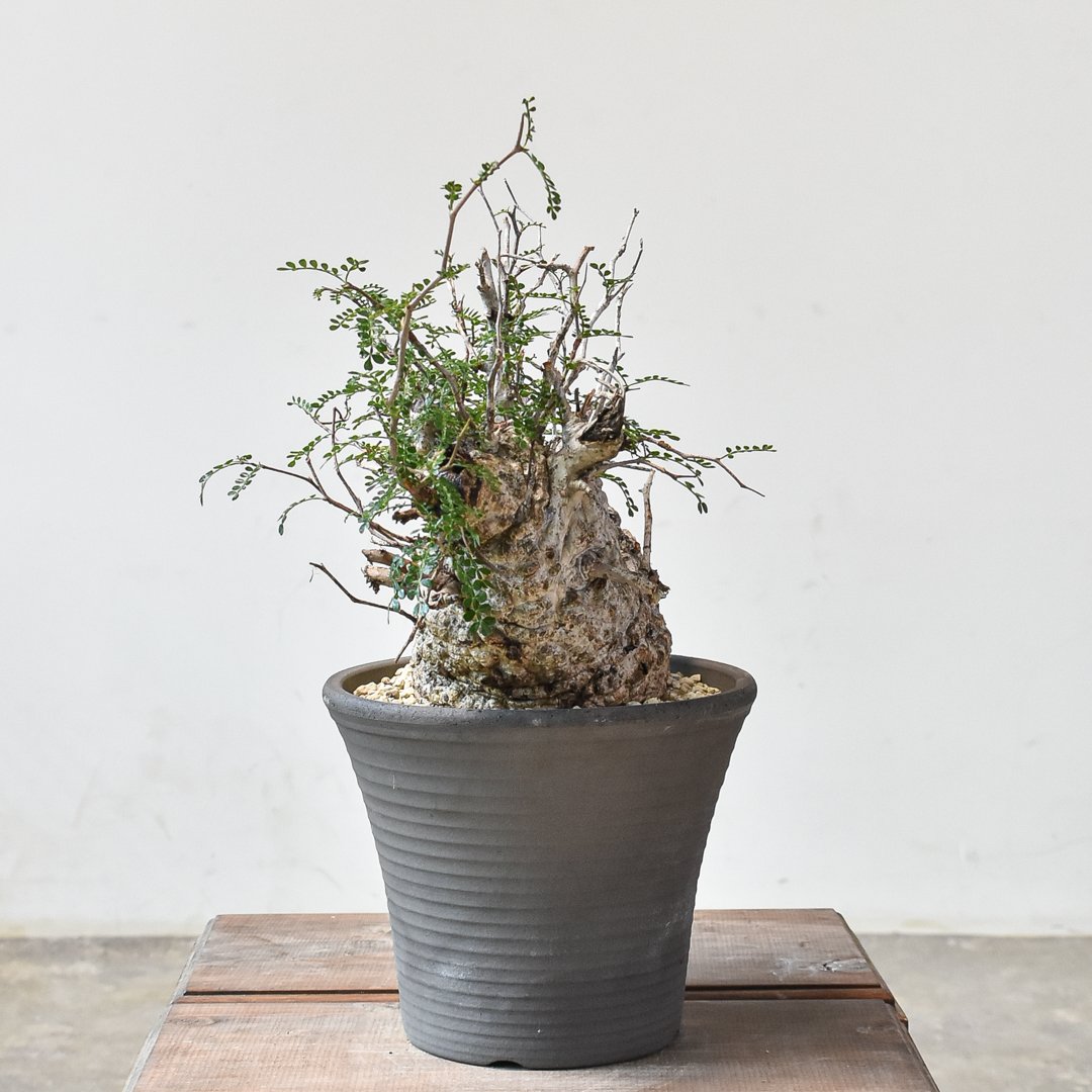 RAFLUMコレクション】オペルクリカリア パキプス 