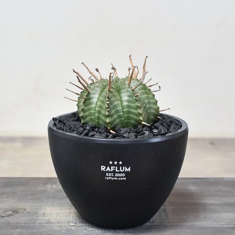 ⚡️ユーフォルビア ラムレーサ⚡️ 塊根 鉢ごと速達便発送 CATEGORY 塊根植物 | RAFLUM / ラフラム｜東京、大阪の塊根植物
