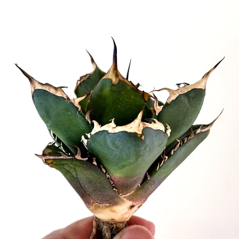 アガベ チタノタ ゴーストクロウ / 鬼爪 【台湾産/抜き苗】DG2400084 B