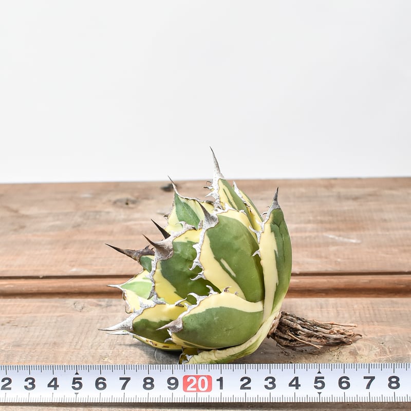 アガベ チタノタ スナグルトゥース 全斑 二頭 3 Lj_plants】W411