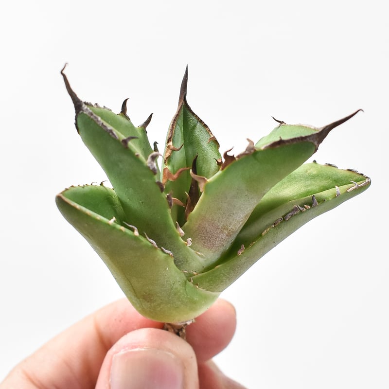 アガベ チタノタ 