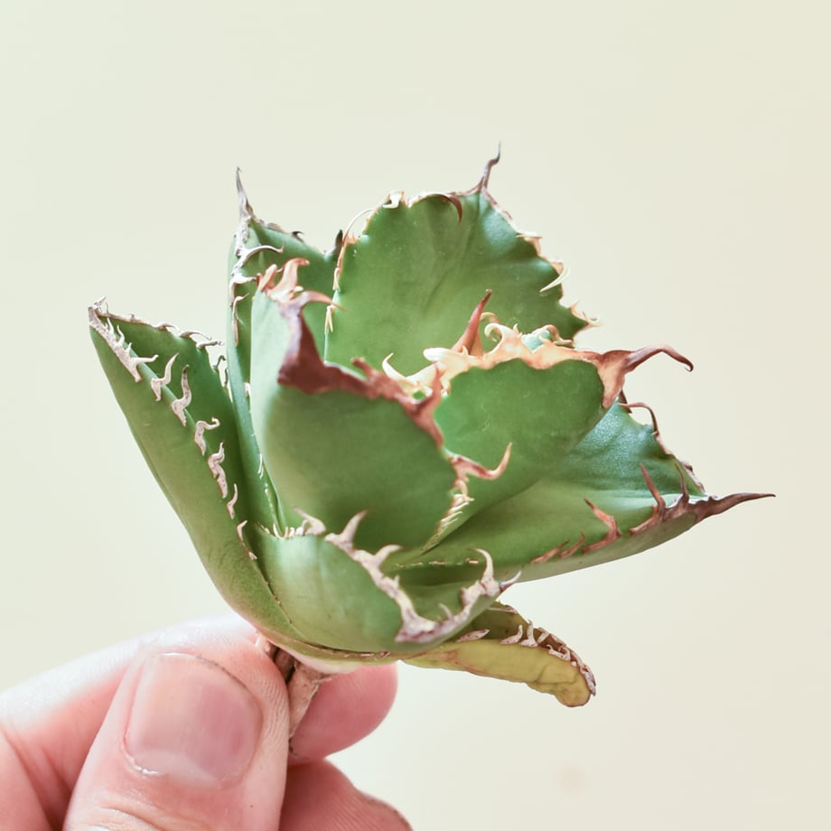 68097261d445033d6459f320