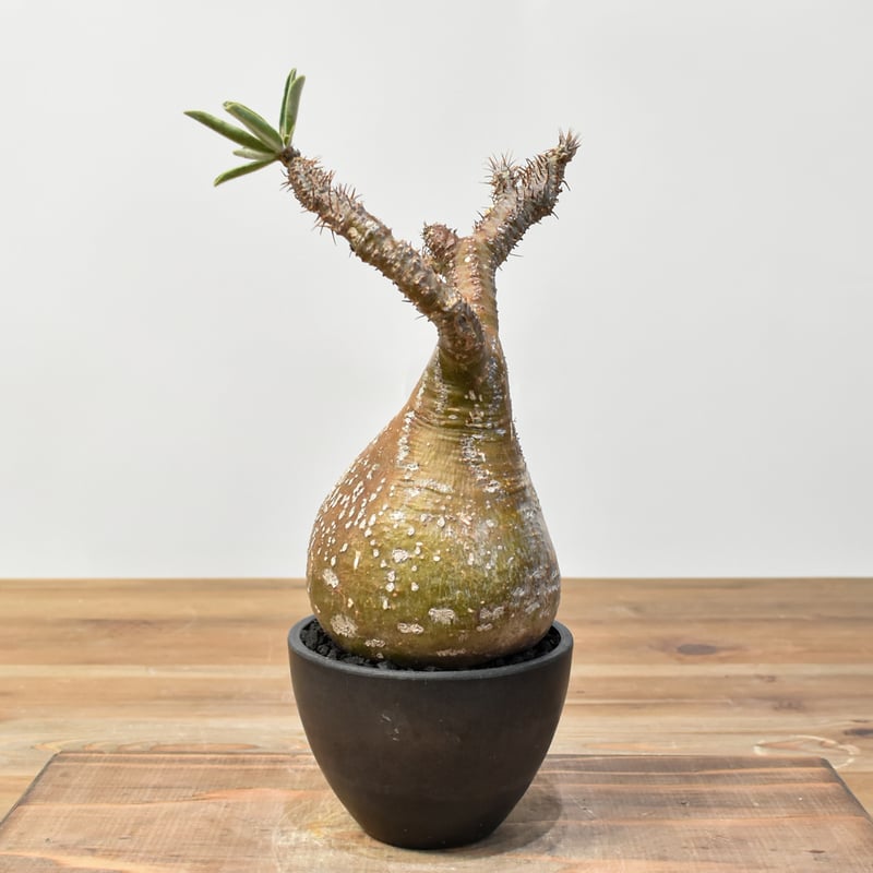 パキポディウム グラキリス 【発根済み】RFKN25010872 | RAFLUM / ラフ