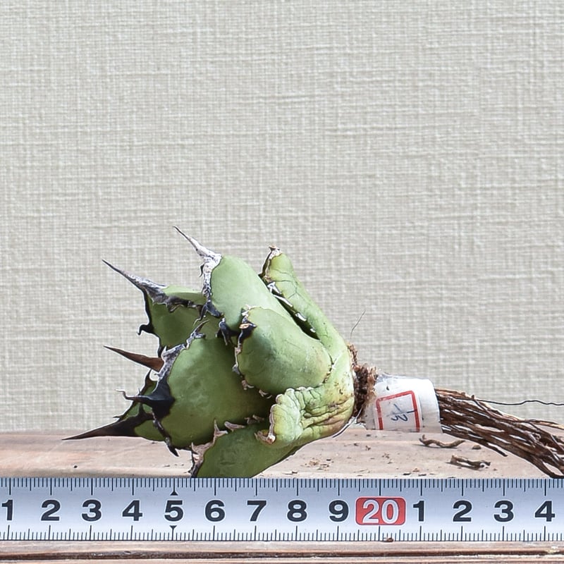 アガベ　チタノタ海牛 Agave Titanota 蠻牛 強烈なトップと超絶キレイなライムグリーン