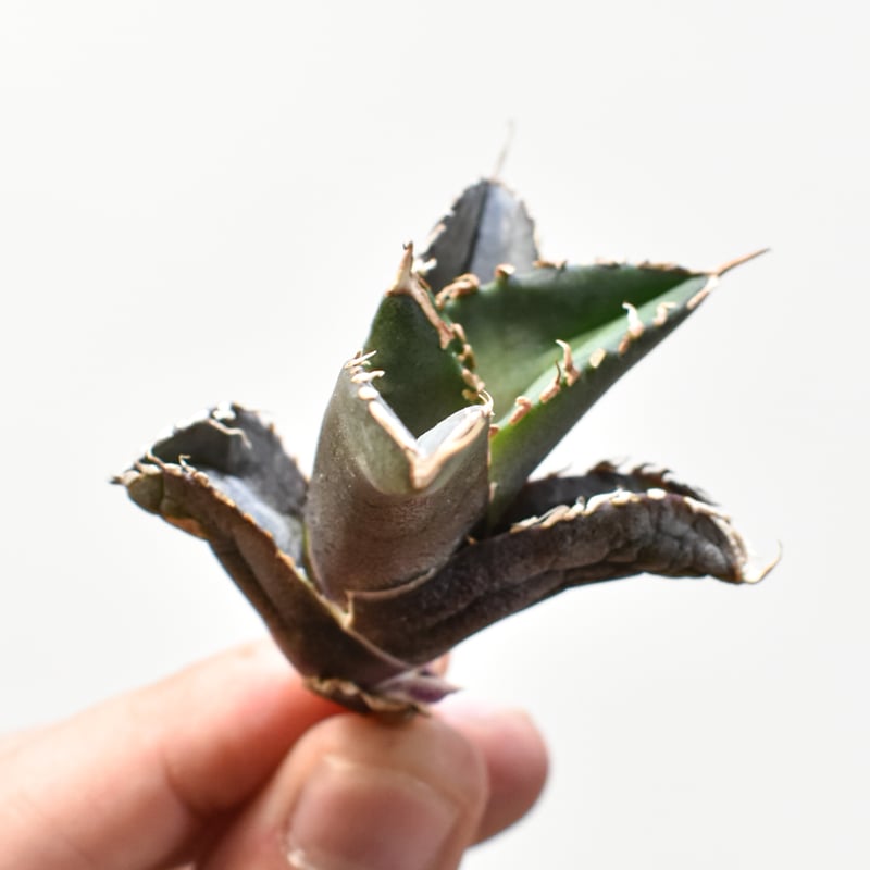 g*u様 アガベ　チタノタ　SAD本物　子株出品　確認用 アガベ、チタノタのSADの子株｜園芸日記bymantoman0413