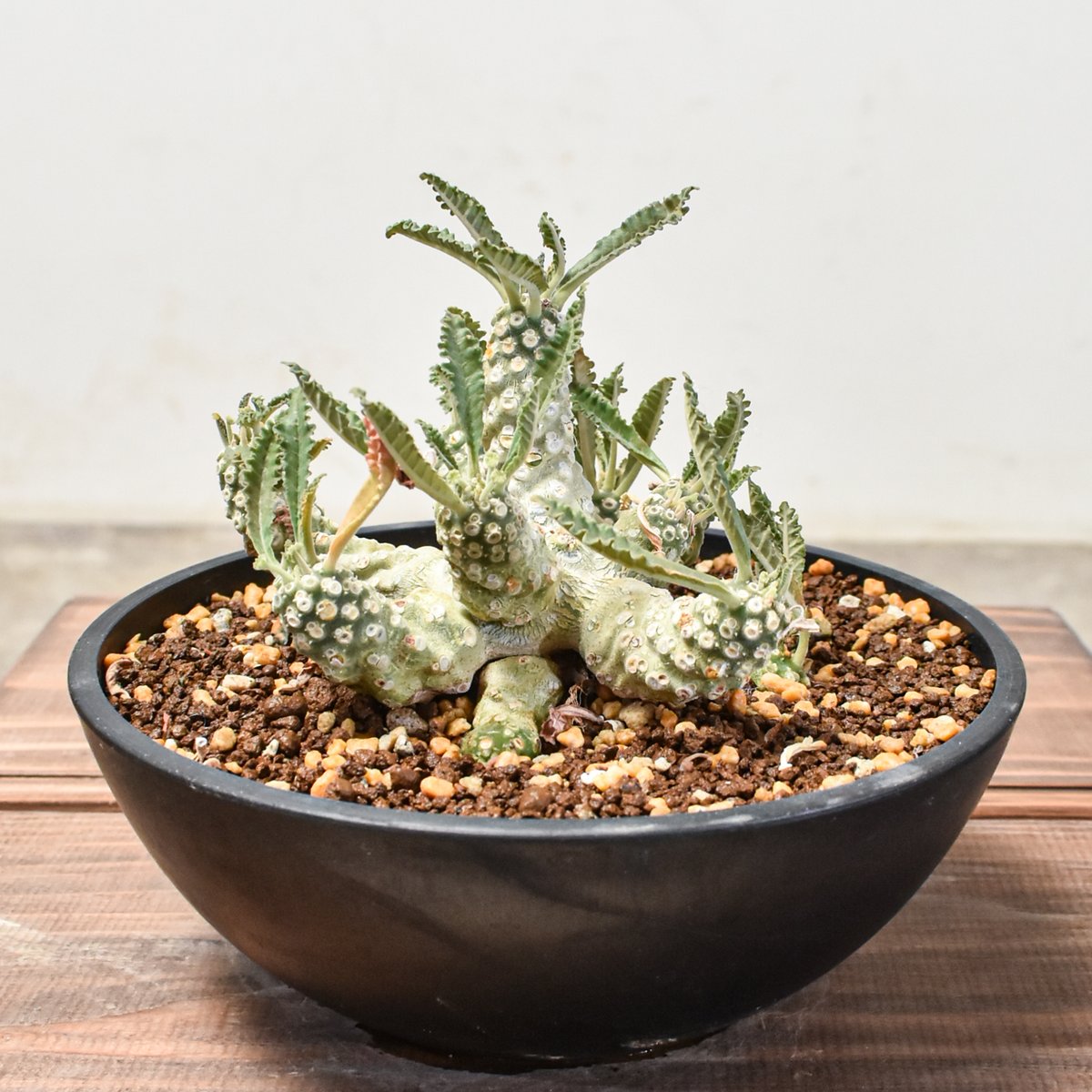 良型 ドルステニア ラブラニー