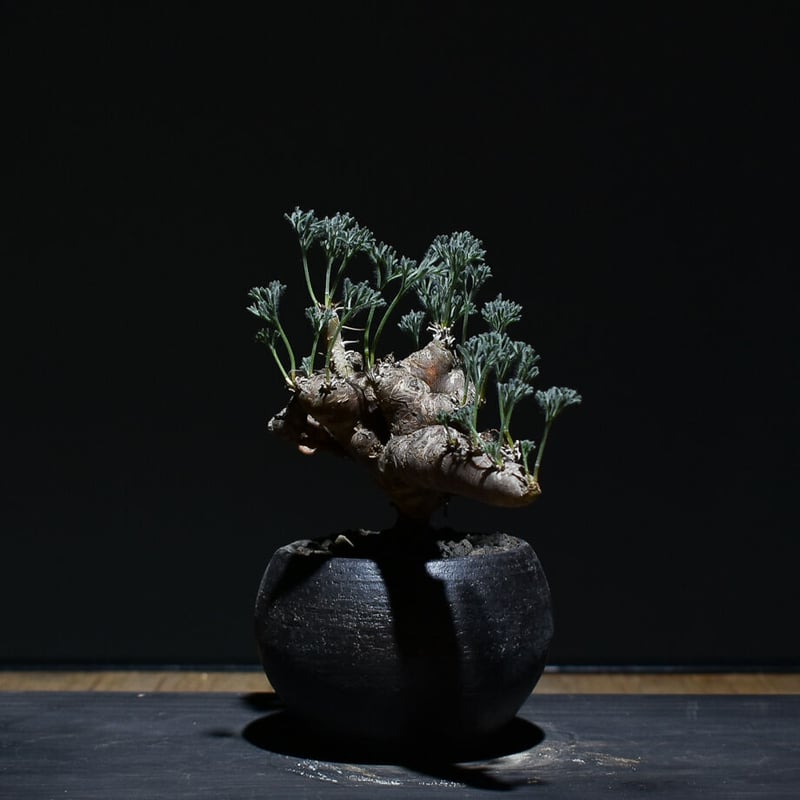 サルコカウロン ムルチフィズム 