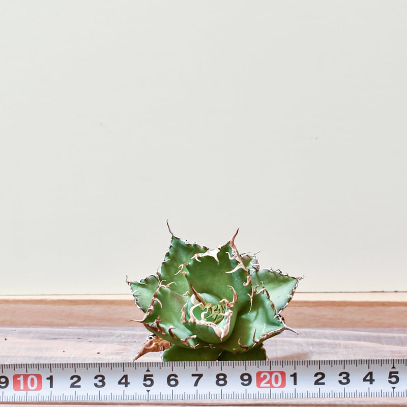 アガベ チタノタ ウルヴァリン / 金剛狼 【台湾 dragon agave産