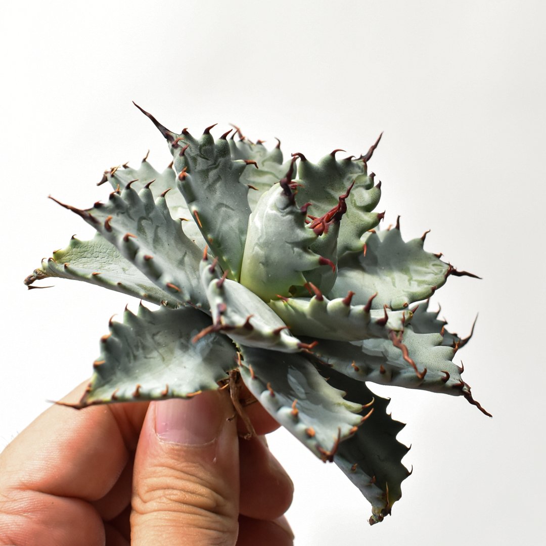 アガベ ハイブリット 特白肌怒雷神×象牙妖炎（陽炎エボリ）【台湾