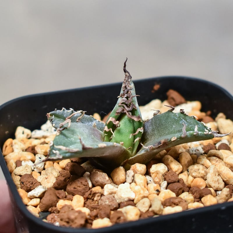 アガベ チタノタ 