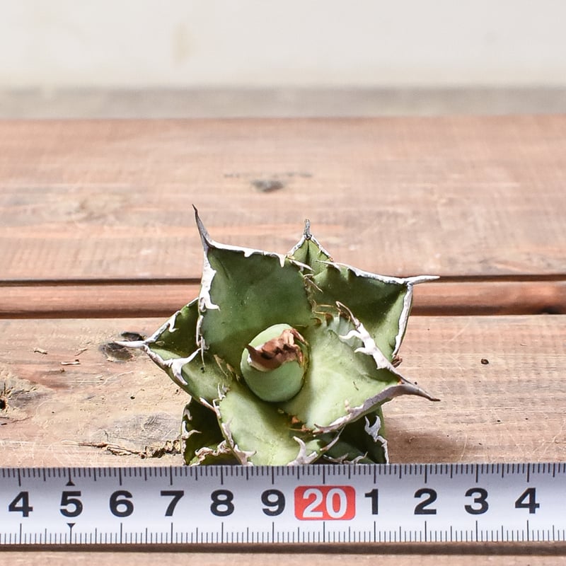 アガベ チタノタ 