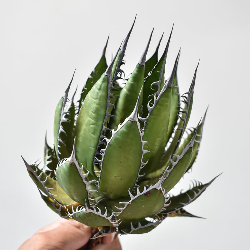 G*t様 アガベホリダ極上株 Agave horrida 双頭株 ワ*郎様 アガベホリダ