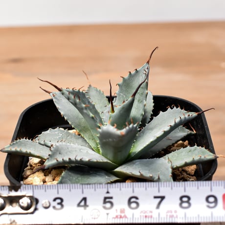 アガベ ハイブリット 日系イシスメンシス×象牙妖炎（陽炎エボリ）【台湾botanical_seeker産】RF25011393