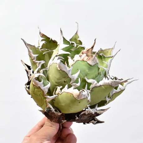アガベ チタノタ "精品レッドキャットウィーズル" / 精品赤猫 , 精品紅猫  【台湾 dragon agave産/中株/抜き苗】F09 DG25010437(T)