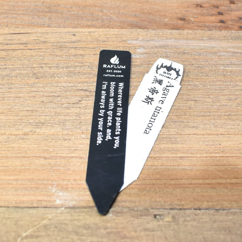 アガベ チタノタ 