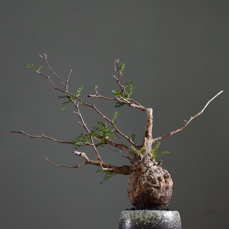 オペルクリカリア パキプス【手乗りサイズ・見事な枝ぶり！厳選された