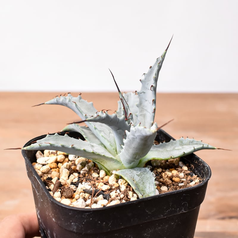 アガベ ハイブリット 雷帝×妖炎(イシスメンシス×ユタエンシス) 【台湾