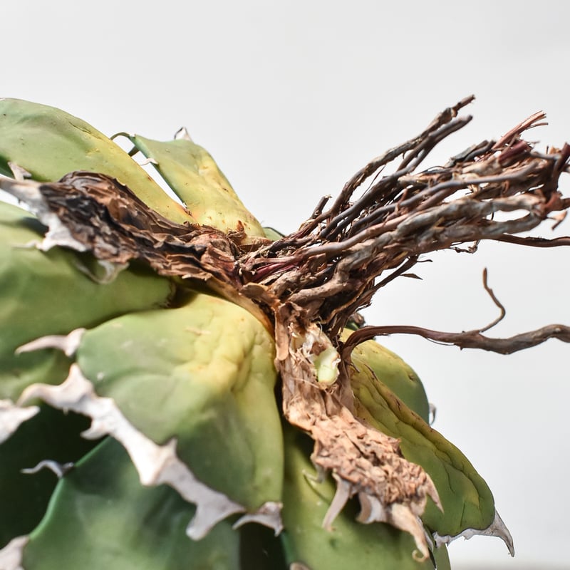 アガベ チタノタ 