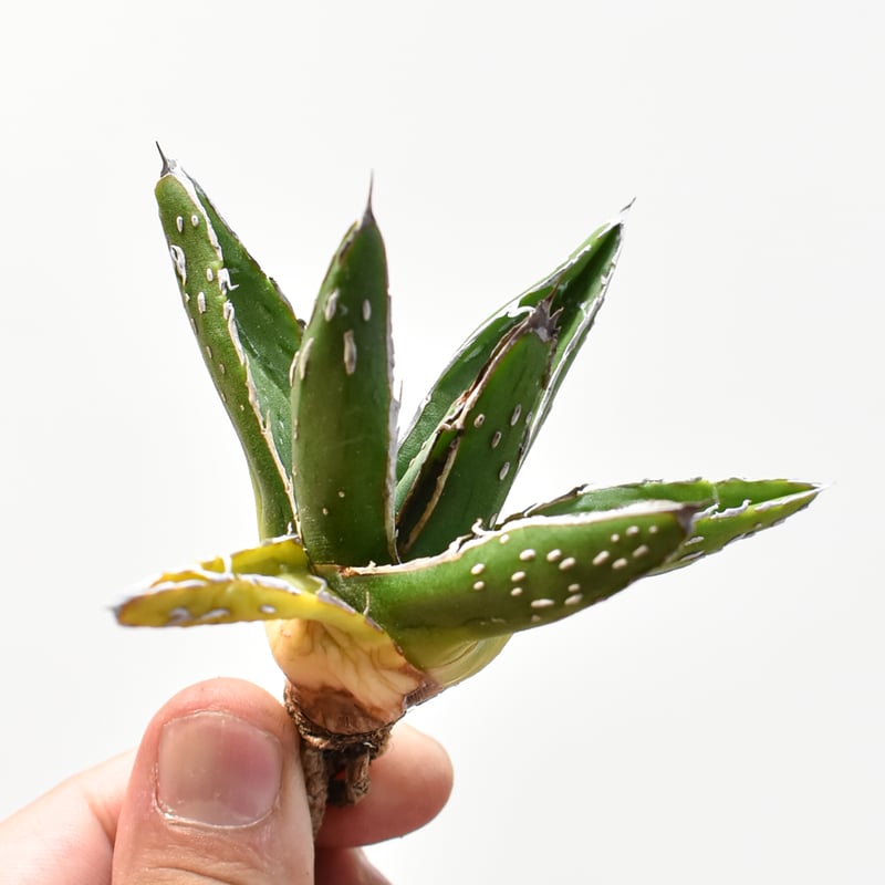 アガベ Dennis ピンティラ【台湾DENNIS産/抜き苗/子株】DN25010572 |