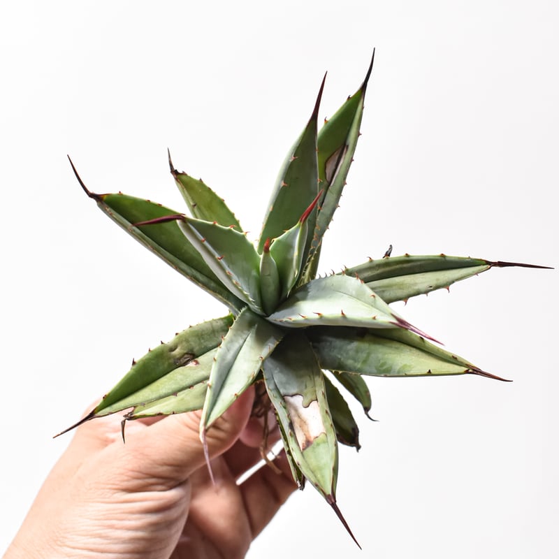 アガベ　マクロナカンサ　選抜株 アガベ チタノタ 