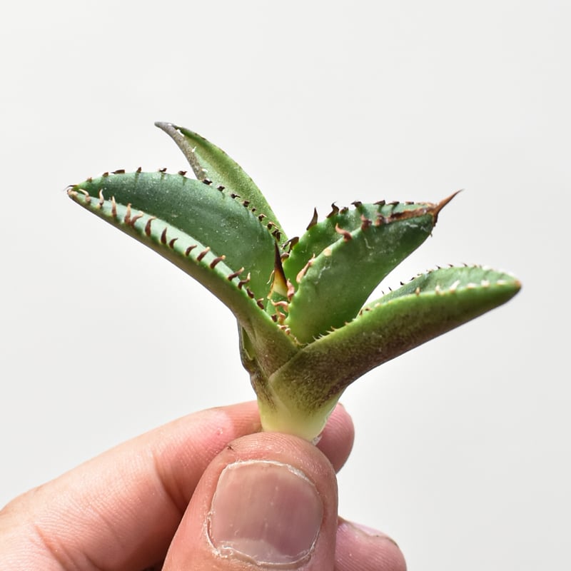 【タグ付き】アガベ　チタノタ　キングアーサー　子株 アガベ チタノタ DENNIS040 