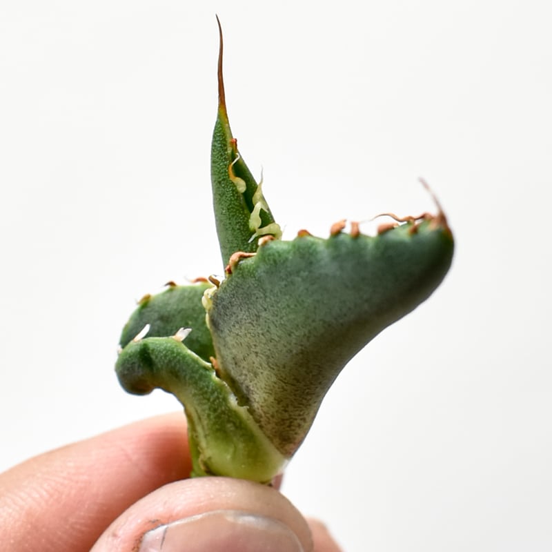 RAFLUMコレクション】アガベ チタノタ 