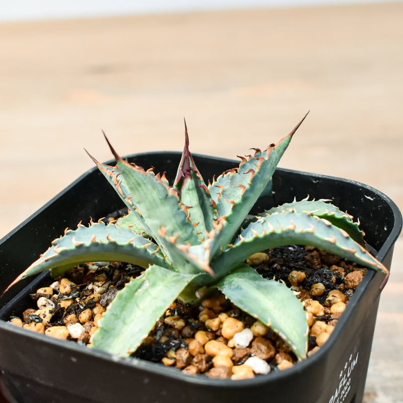 アガベ ハイブリット 