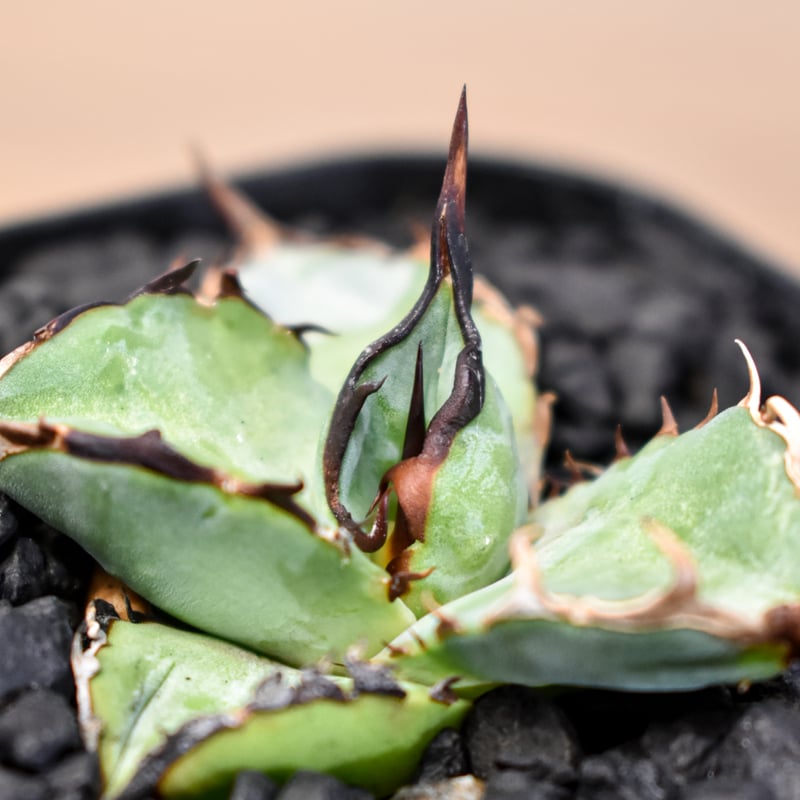 アガベ チタノタ 親株 チタノタ コーナンで購入した実生株 父親が突然 購入してきた株