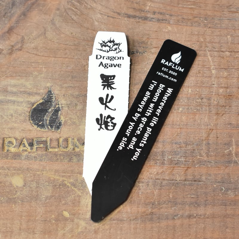 アガベ　チタノタ　「黒炎」大株 アガベ チタノタ｜黒炎（ブラックファイヤー）強棘 – 草物語