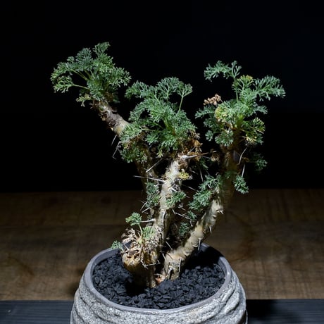 サルコカウロン へレー "竜骨城"（発根済）RF230008