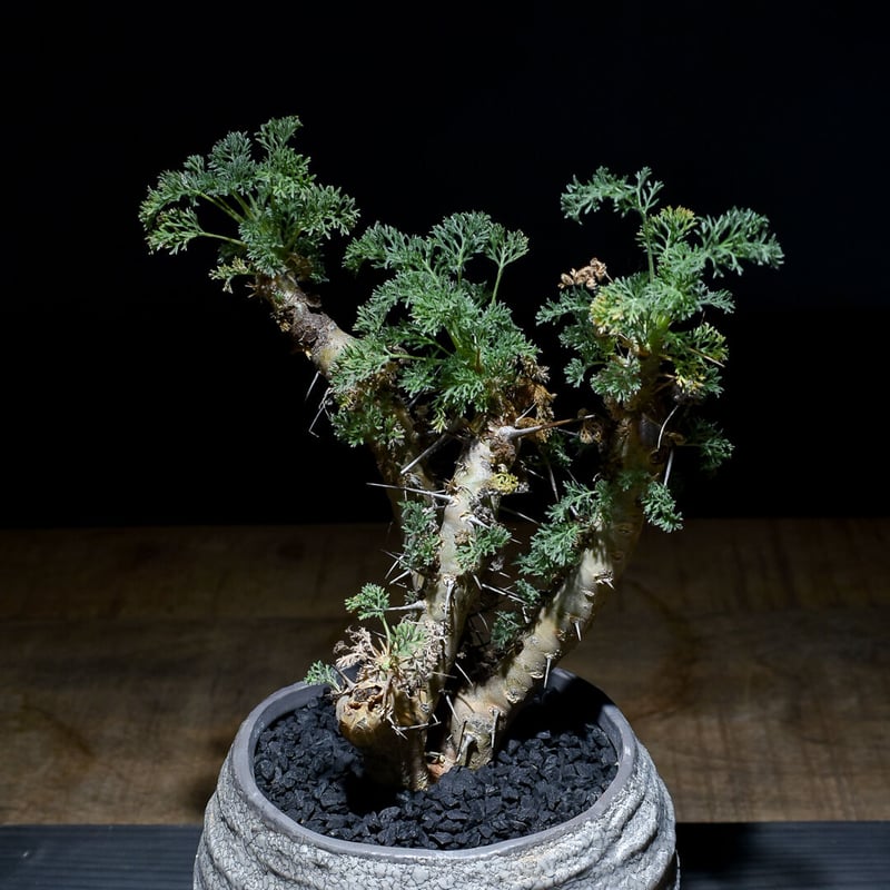 サルコカウロン ヘレー　竜骨城 isla del pescado - Sarcocaulon herrei-竜骨城